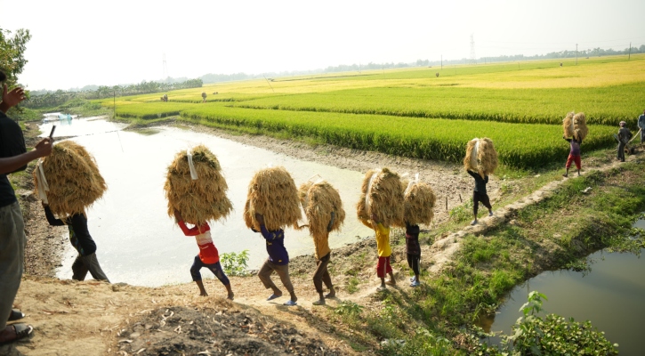 পাক ধরেছে চলনবিলের ধানে  